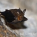 bat_fruit_gbcc_lbf_h_0095_kom3021.jpg